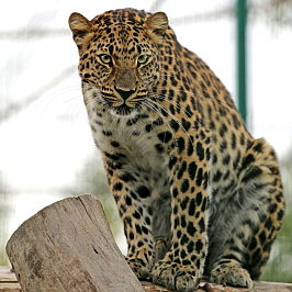 Пушисто-пятнистая новость